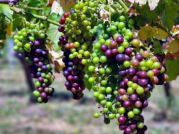 Veraison is Here!