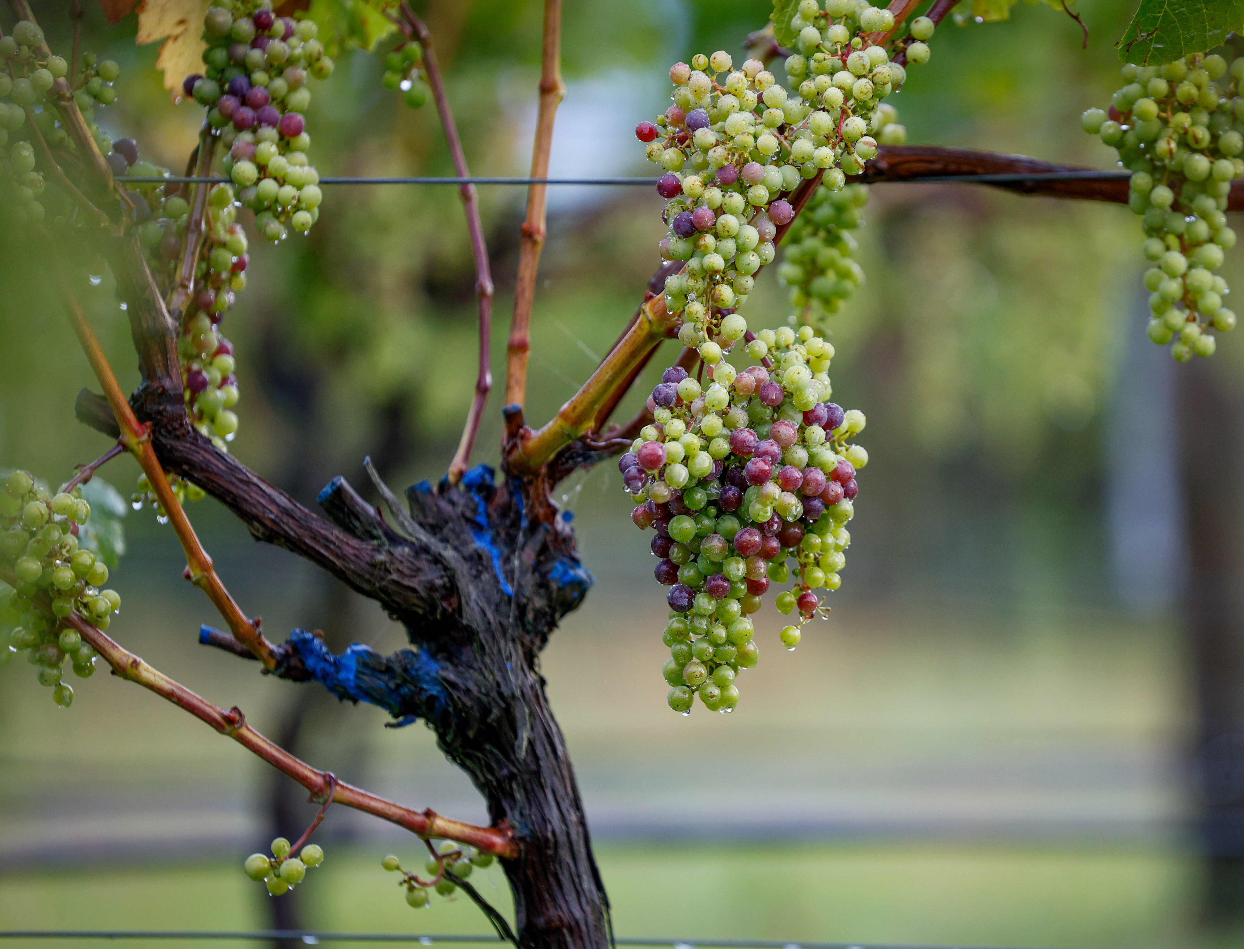 Regeneration in Action