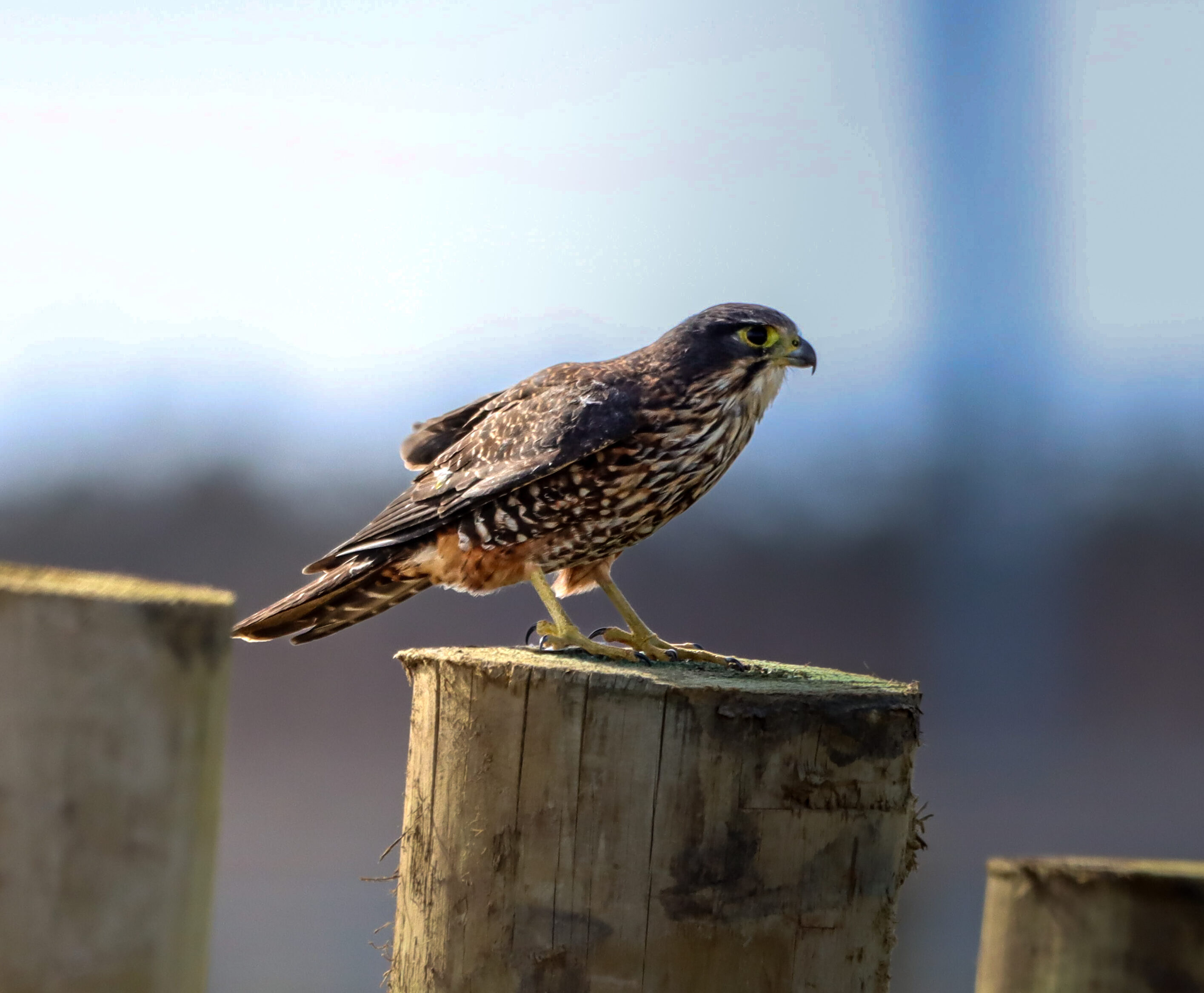 Biodiversity & Conservation