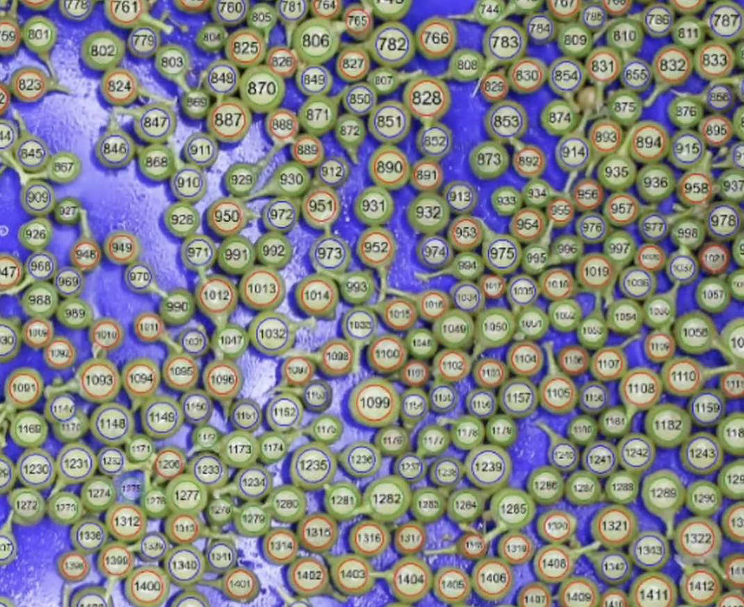 AI meets Precision Viticulture